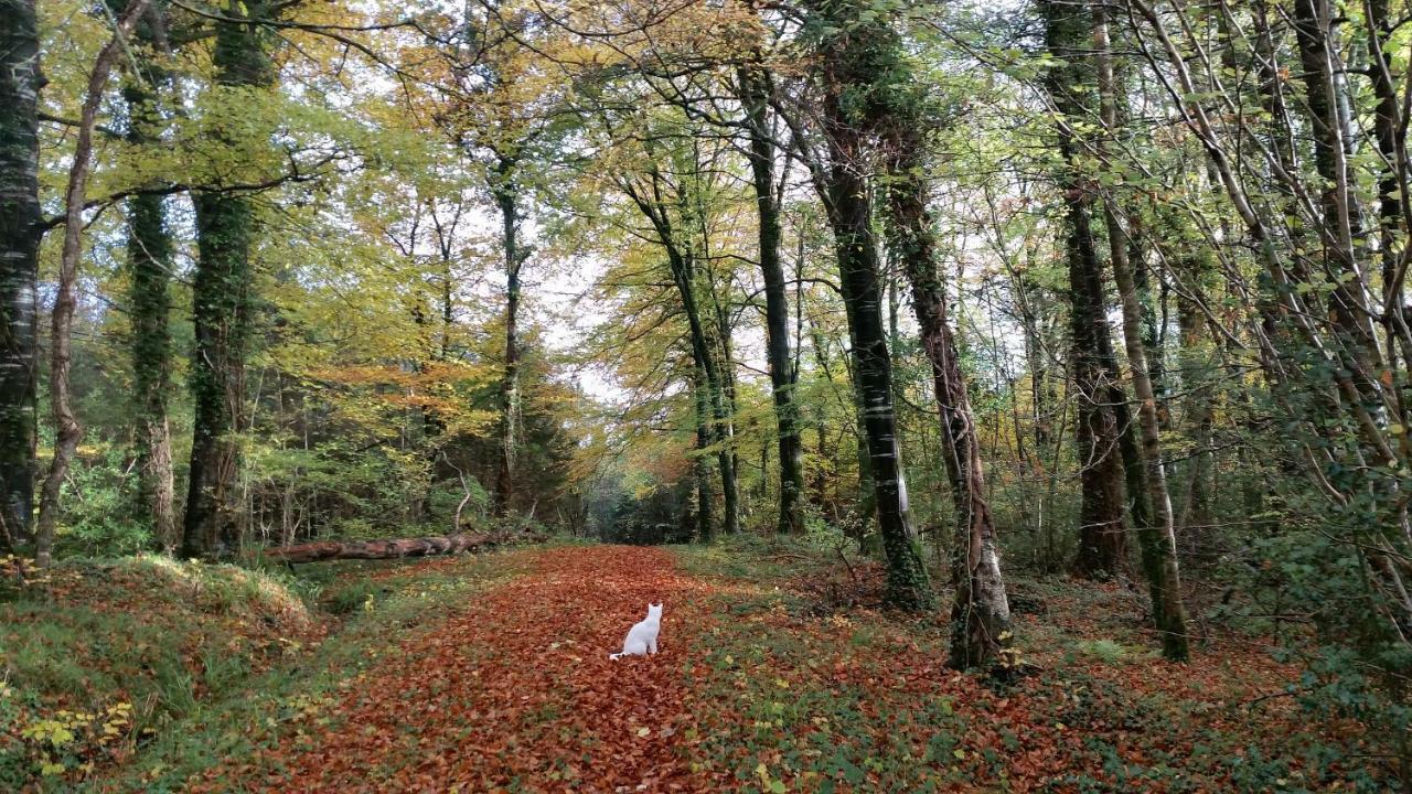 Cosy Countryside Log Cabin Kilkenny Dış mekan fotoğraf